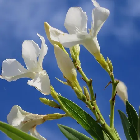 Venkovský dům Incanto *